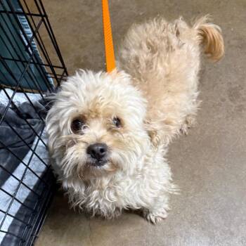 Maltese Dogs Available for Adoption - Fluffernut | PetCurious