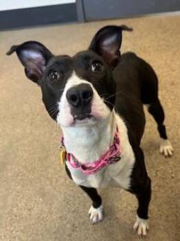 Kung Fu -  Pit Bull Terrier Dog for Adoption in Cleveland, Ohio - Kung Fu | PetCurious