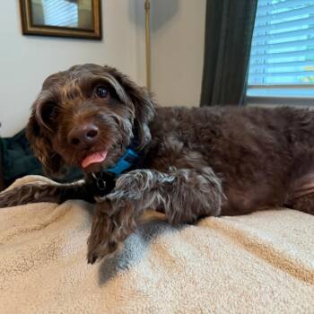 Valley -  Poodle and Labrador Retriever Dog for Adoption in Raleigh, North Carolina - Valley | PetCurious