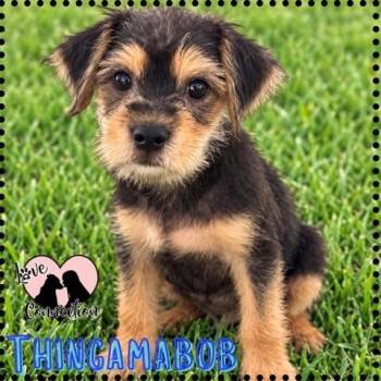 Thingamabob -  Havanese and Brussels Griffon Dog for Adoption in Gilbert, Arizona - Thingamabob | PetCurious