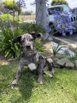 Thunder -  French Bulldog and Pit Bull Terrier Dog Available for Adoption in Ventura, California - Thunder | PetCurious
