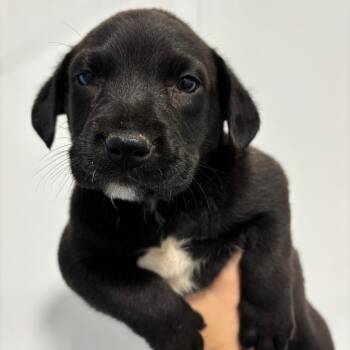 Theodore -  Retriever and Mixed Breed Dog for Adoption in Greenville, South Carolina - Theodore | PetCurious