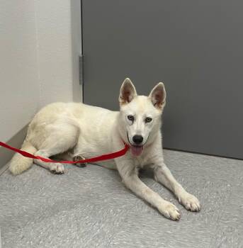 Rescue Husky Dogs for Adoption in Huntsville, Texas - Maddie | PetCurious