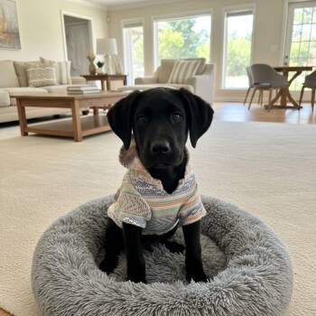 Great Dane Dogs Available for Adoption - Marina | PetCurious