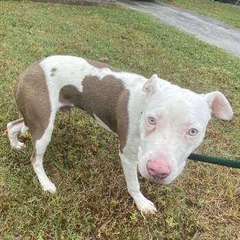 Ice -  Mixed Breed Dog for Adoption in Chattanooga, Tennessee - Ice | PetCurious