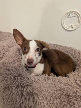 Cody -  Dachshund and Chiweenie Dog for Adoption in Houston, Texas - Cody | PetCurious