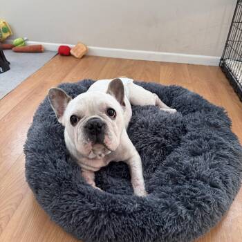 French Bulldog Dogs Available for Adoption - Sir Angelo | PetCurious