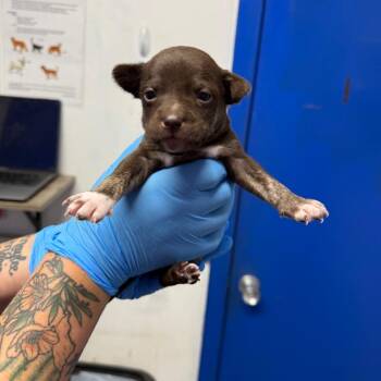 Rocky Road -  Whippet Dog for Adoption in Wahiawa, Hawaii - Rocky Road | PetCurious