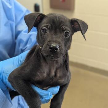 Greg -  Labrador Retriever and Mixed Breed Dog for Adoption in San Antonio, Texas - Greg | PetCurious