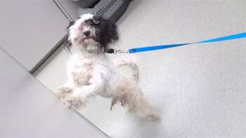 CROW -  Poodle and Mixed Breed Dog for Adoption in Omaha, Nebraska - CROW | PetCurious