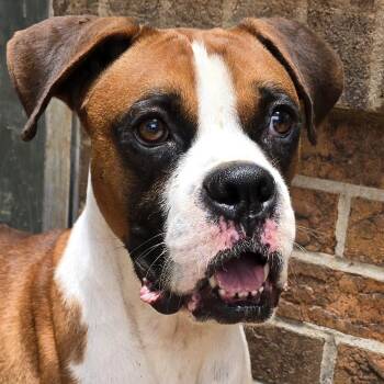 Rusty -  Boxer Dog for Adoption in Athens, Alabama - Rusty | PetCurious