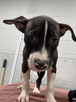 Simon -  Pit Bull Terrier and Mixed Breed Dog for Adoption in Sevierville, Tennessee - Simon | PetCurious