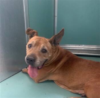 Rescue Pit Bull Terrier and Mixed Breed Dogs for Adoption in Moreno Valley, California - A545786 | PetCurious