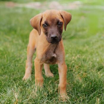 Shepherd and Cattle Dog Dogs Available for Adoption in Northbrook, Illinois - Edgar | PetCurious