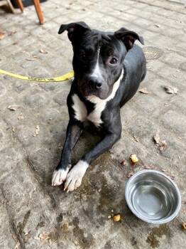 Rescue Mixed Breed Dogs for Adoption in Chamblee, Georgia - Jubert | PetCurious