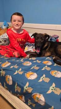Buddy -  Mountain Cur Dog for Adoption in Willingboro, New Jersey - Buddy | PetCurious