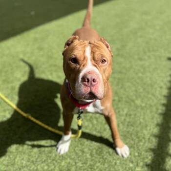 Pit Bull Terrier Dogs Available for Adoption - SEMI | PetCurious