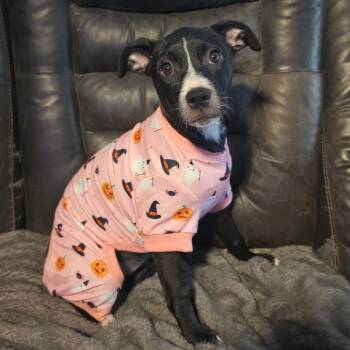 Raisin AL -  Pit Bull Terrier and Basenji Dog for Adoption in Austin, Texas - Raisin AL | PetCurious