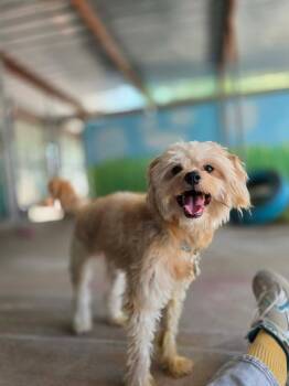 Princeton -  Maltese Dog for Adoption in Phoenix, Arizona - Princeton | PetCurious