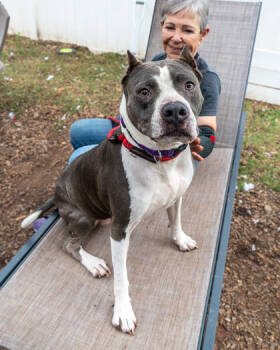 Rescue Mixed Breed Dogs for Adoption in Chamblee, Georgia - Molly | PetCurious