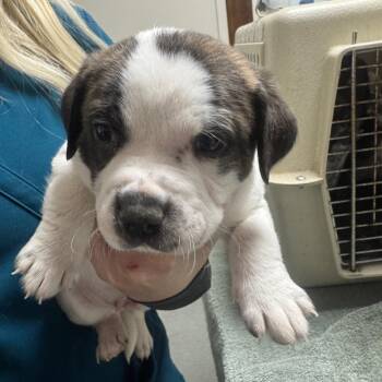 Mixed Breed Dogs Available for Adoption in Gainesville, Florida - Flareon | PetCurious