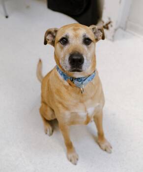 Von Dutch -  Black Mouth Cur Dog for Adoption in Cincinnati, Ohio - Von Dutch | PetCurious