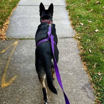 Waffles: Adopt or Forever Foster -  German Shepherd Dog Dog for Adoption in Rochester, New York - Waffles: Adopt Or Forever Foster | PetCurious