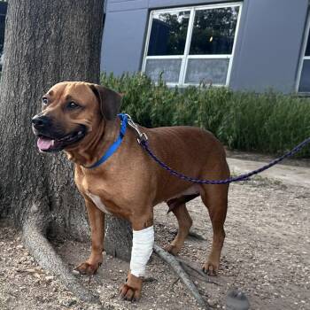 Baby Girl -  Boxer and Black Mouth Cur Dog for Adoption in Austin, Texas - Baby Girl | PetCurious