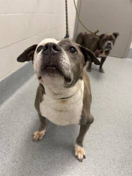 JOKER -  Pit Bull Terrier Dog for Adoption in Indianapolis, Indiana - JOKER | PetCurious