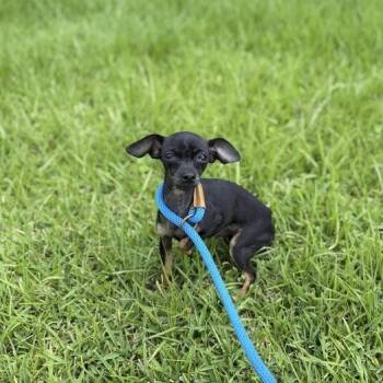 Chihuahua Dogs Available for Adoption in Carencro, Louisiana - Alien | PetCurious