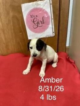 Amber -  Great Pyrenees Dog for Adoption in Welling, Oklahoma - Amber | PetCurious