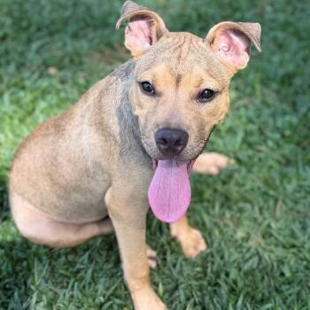 Nico -  Mixed Breed Dog for Adoption - Nico | PetCurious