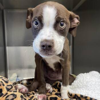 Toffee -  Terrier Dog for Adoption in Abilene, Texas - Toffee | PetCurious