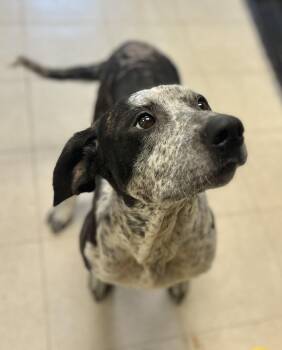 SHELLY -  Hound Dog for Adoption in Belmont, New York - SHELLY | PetCurious