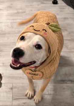 American Bulldog Dogs Available for Adoption in Shepherd, Texas - Playful Peanut  | PetCurious