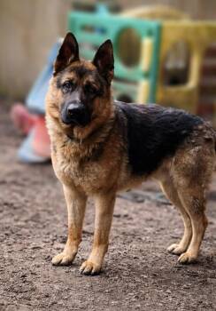 German Shepherd Dog Dogs Available for Adoption in Seattle, Washington - Hans | PetCurious