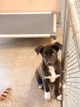 Australian Shepherd and Husky Dogs Available for Adoption in Burnsville, North Carolina - Christopher Robin | PetCurious