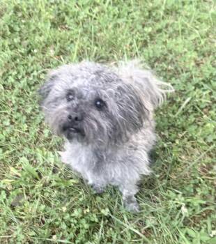 King -  Miniature Poodle Dog for Adoption in Waldorf, Maryland - King | PetCurious