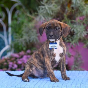 Rescue Hound and Retriever Dogs for Adoption in Wake Forest, North Carolina - Red Zone | PetCurious