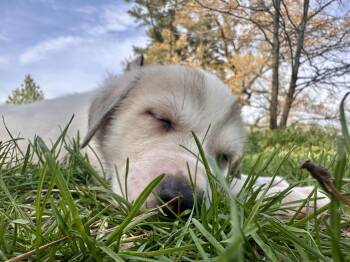 Hound and Great Pyrenees Dogs Available for Adoption - Scully | PetCurious