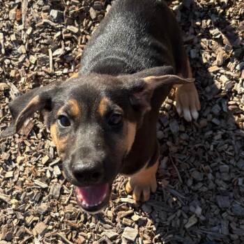 LucyFur -  Shepherd and Mixed Breed Dog for Adoption in Wappingers Falls, New York - LucyFur | PetCurious