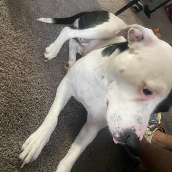 India -  Mixed Breed Dog for Adoption in Philadelphia, Pennsylvania - India | PetCurious