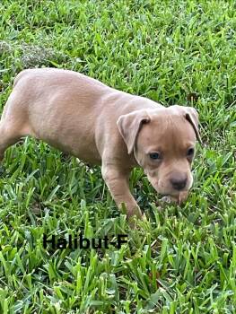 Halibut -  American Staffordshire Terrier Dog for Adoption in St. Augustine, Florida - Halibut | PetCurious