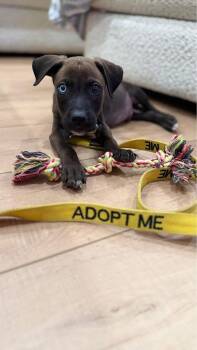 Mountain Cur and Terrier Dogs Available for Adoption in Berlin, New Jersey - Bowie | PetCurious