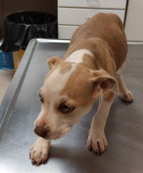 Pit Bull Terrier Dogs Available for Adoption in Mocksville, North Carolina - Godbey Rd 2(Irving) | PetCurious