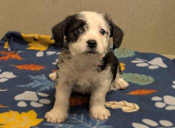 Terrier and Mixed Breed Dogs Available for Adoption in Moreno Valley, California - A550865 | PetCurious