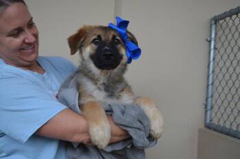 German Shepherd Dog Dogs Available for Adoption in Mckinney, Texas - Bingo | PetCurious