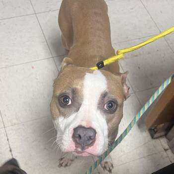 Sandy -  Pit Bull Terrier Dog for Adoption in Jacksonville, Arkansas - Sandy | PetCurious