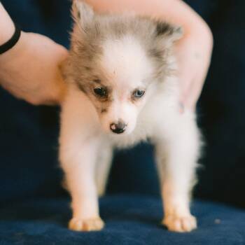 Damia -  Pomeranian Dog for Adoption in Zionsville, Indiana - Damia | PetCurious