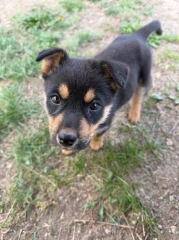 Polar -  Mixed Breed Dog Available for Adoption in Wilsall, Montana - Polar | PetCurious